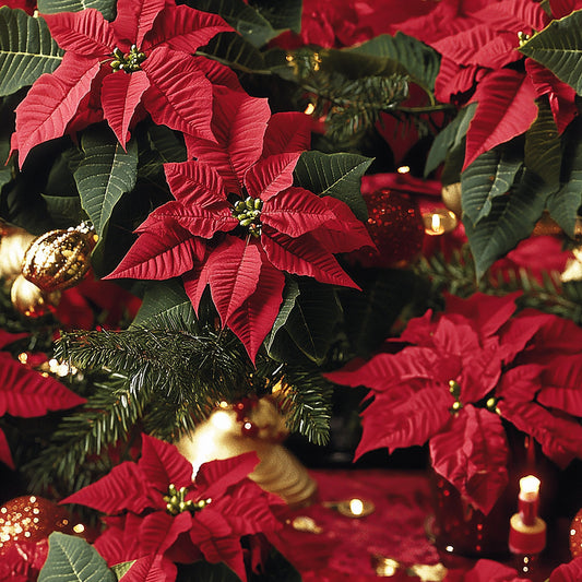Tissu Poinsettia "Étoile de Noël"
